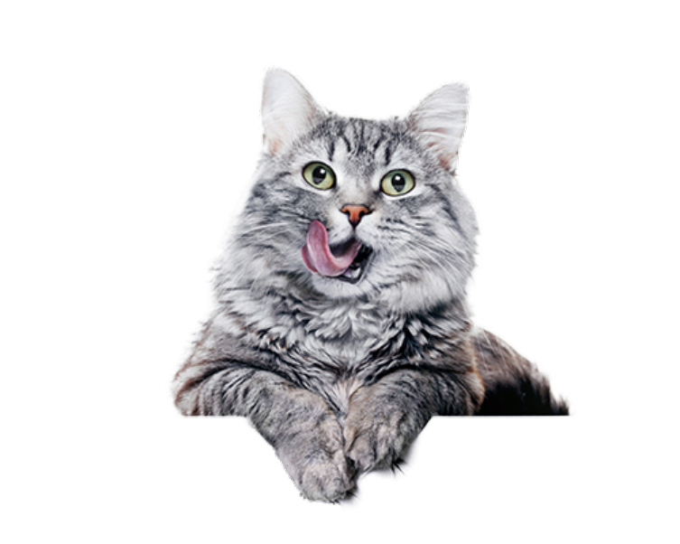 Grijze langharig ekat die bek aflikt