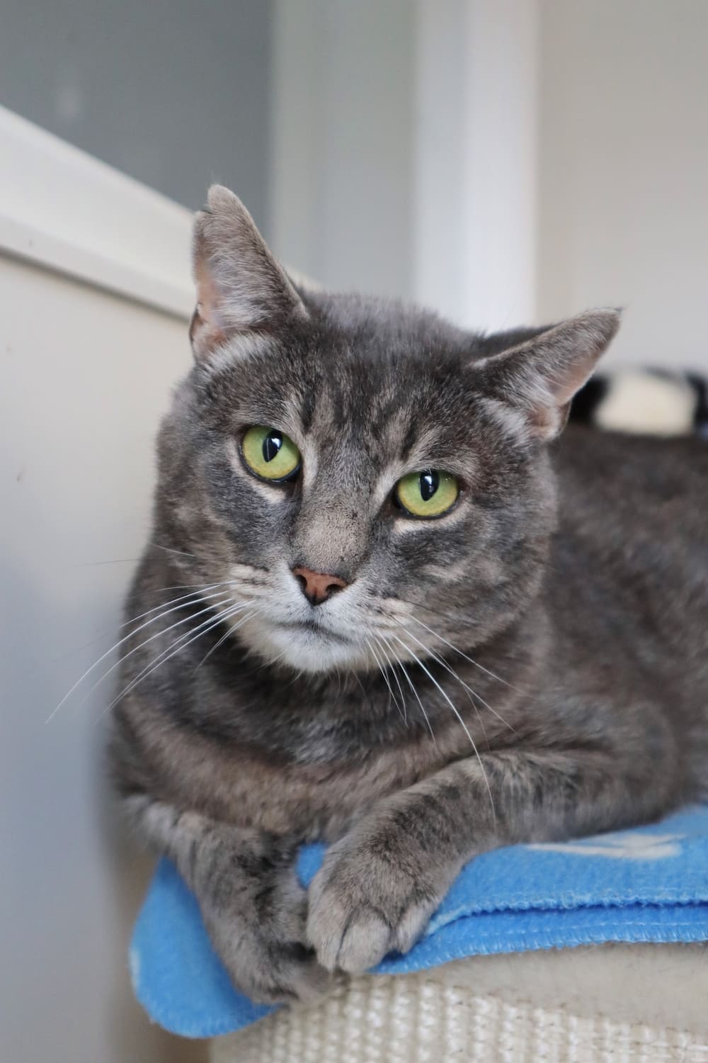 Foto van kat Bobbie, deelnemer van Dierenarts Cadeaukaart actie