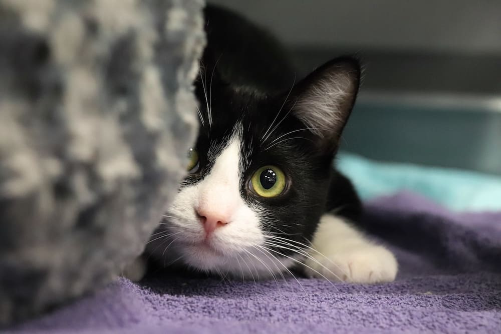 Zwart witte kat die gluurt achter een kussen