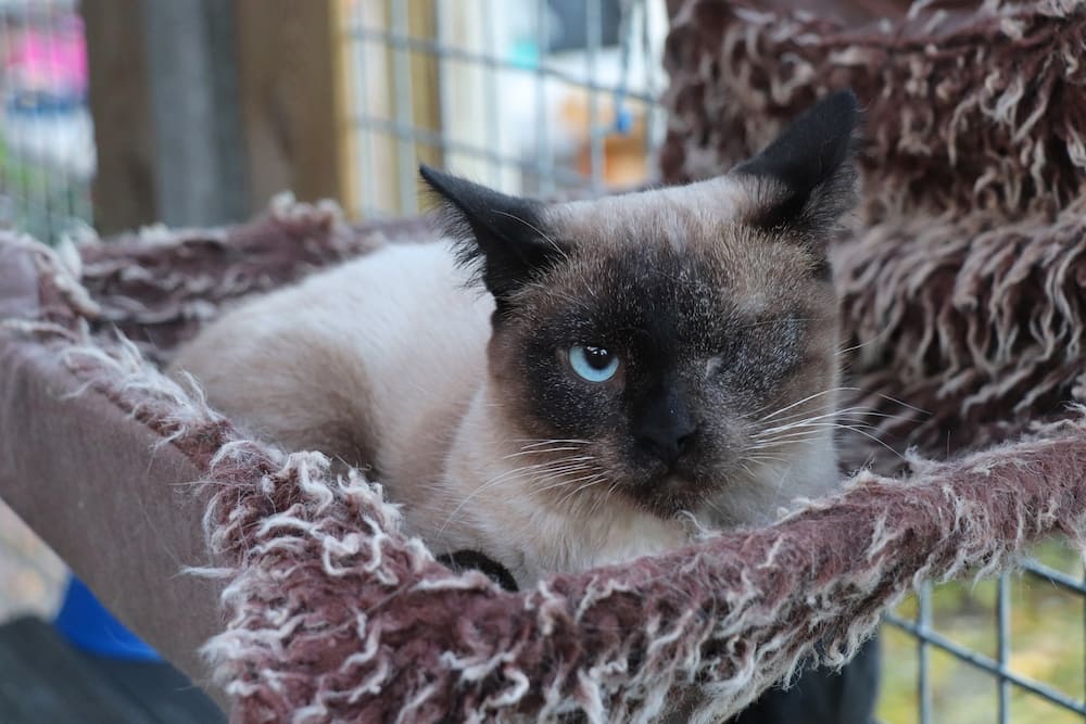Siamese kat met 1 oog