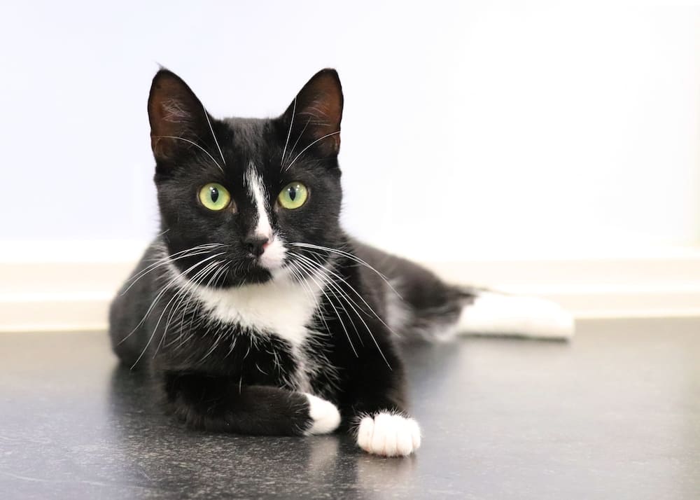 Zwart witte kat die op de grond ligt