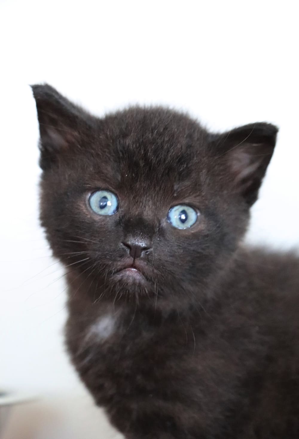 Zwarte kitten met fel blauwe ogen