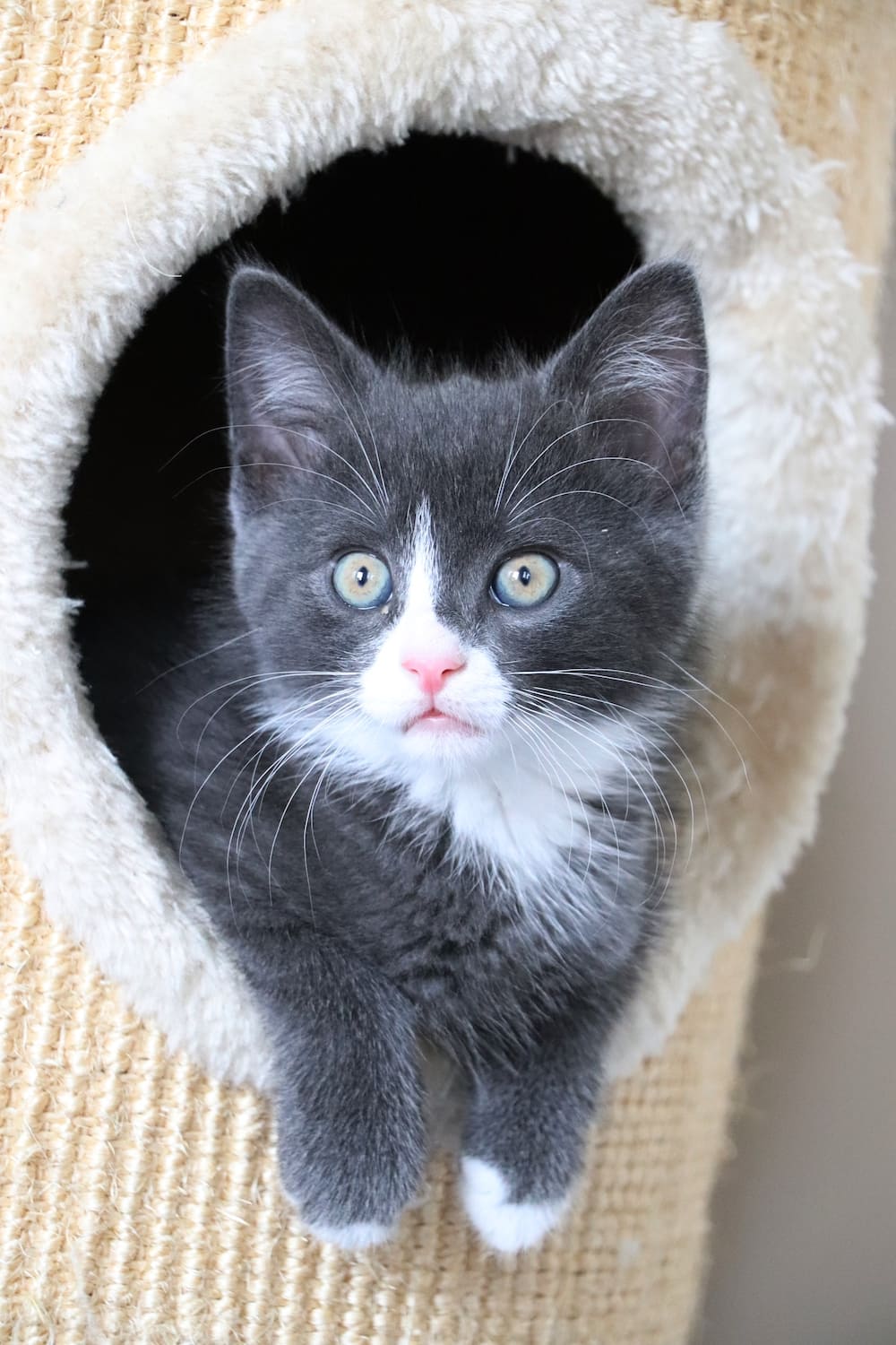 Grijs witte kitten in een krabpaal