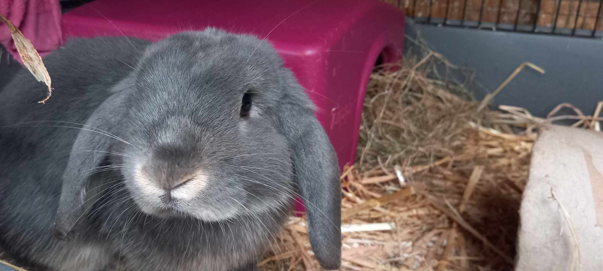 Grijs konijn in een hok