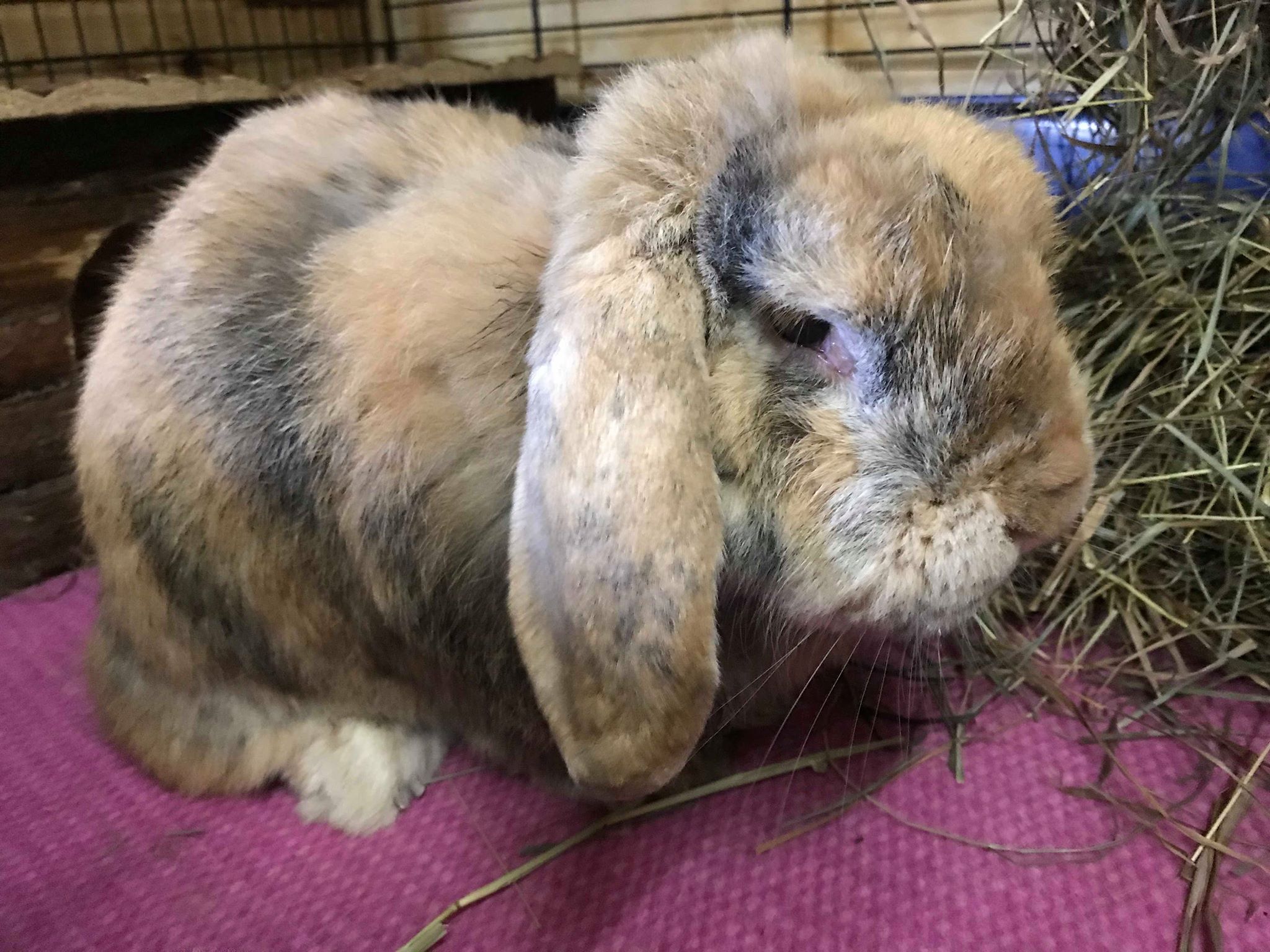 Gemeleerd konijn in een hok
