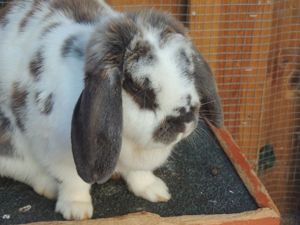 Gemeleerd konijn in een buitenhok