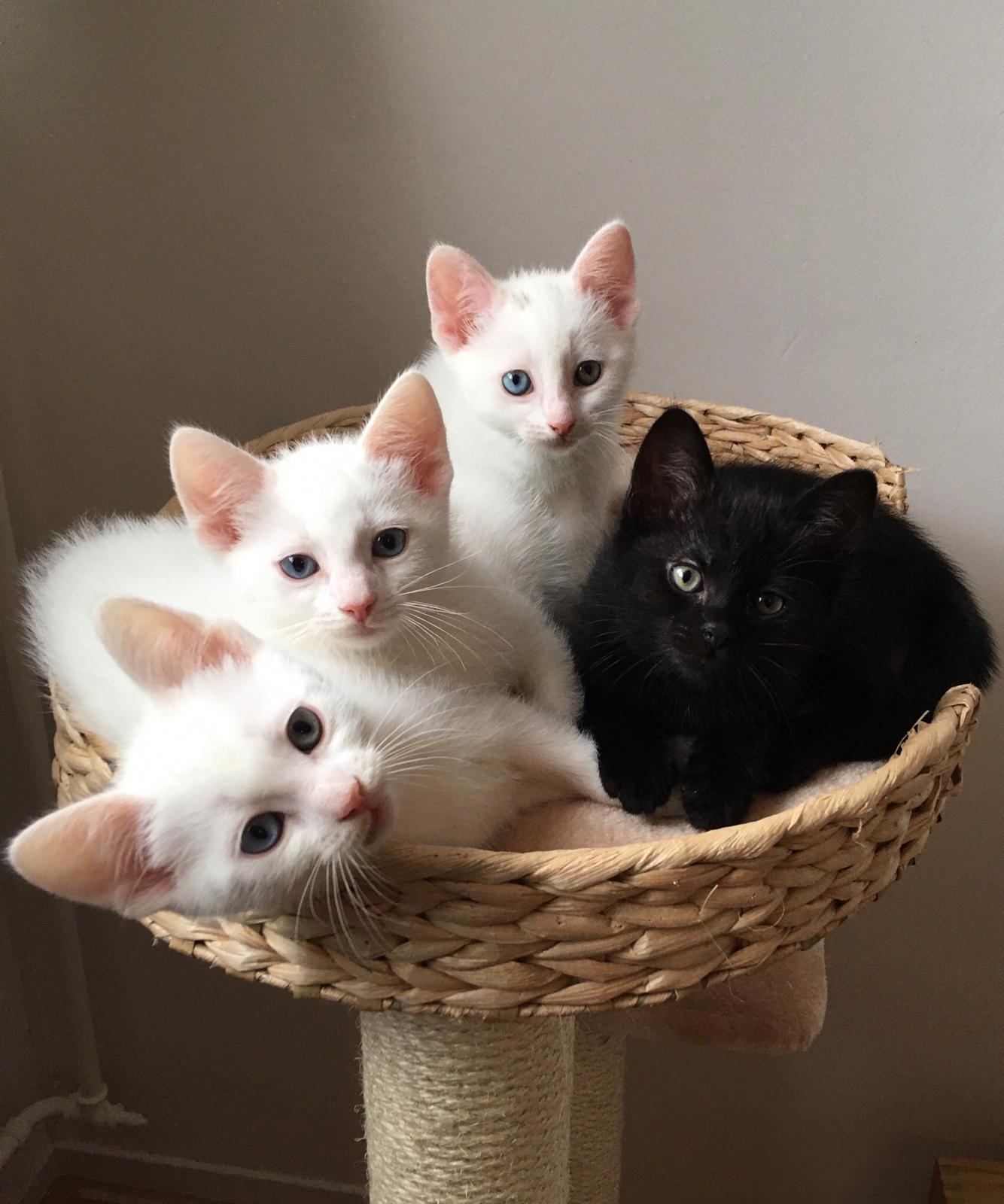 3 witte kittens en 1 zwarte kitten die in een krabpaal liggen