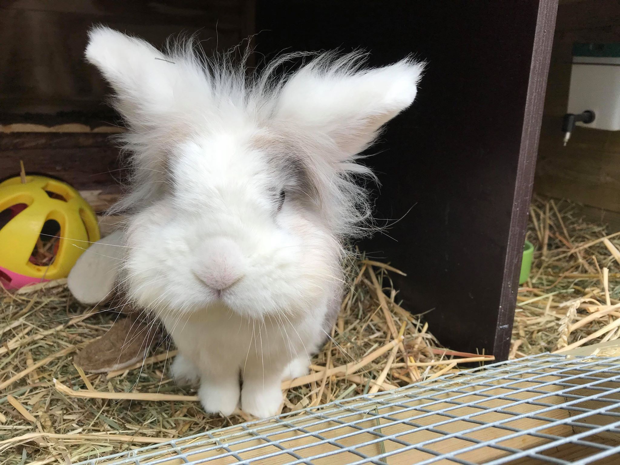 Wit konijn in een buitenhok
