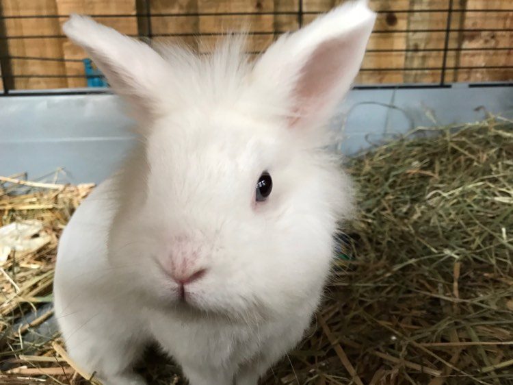 Wit konijn in een buitenhok