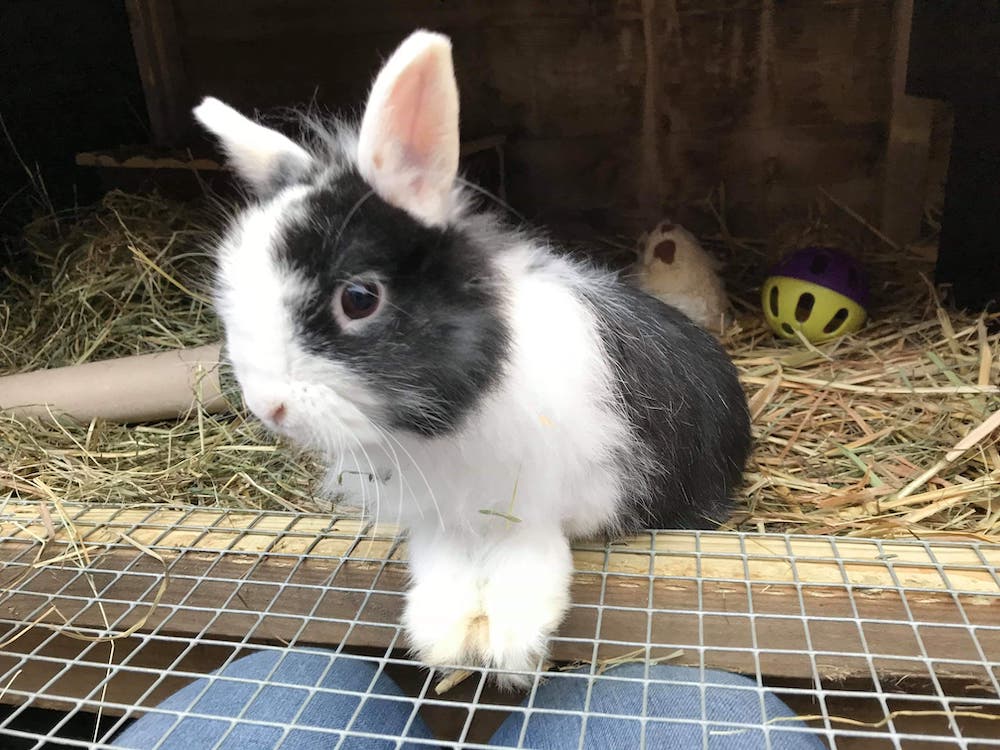 Wit en zwart klein konijn in een buitenhok